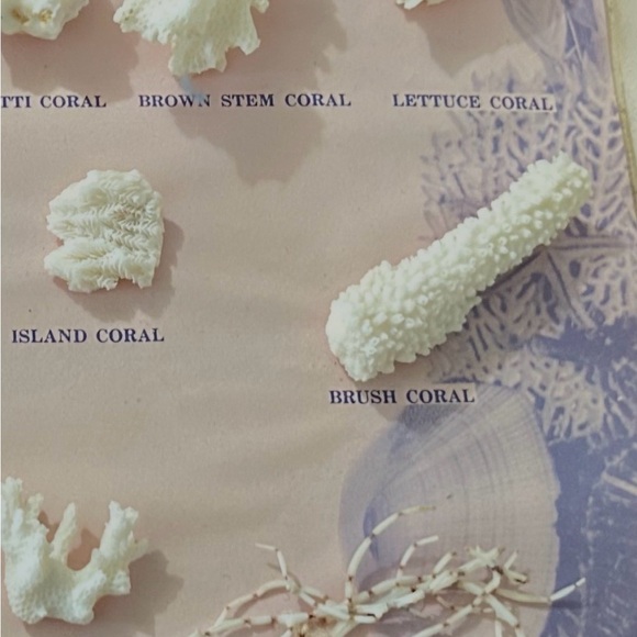 1969’s -Assorted Coral Collection Display - Picture 2 of 5